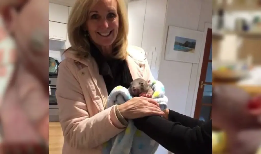 Desliza para ver la historia de la pequeña wombat. Foto: Instagram/@crazy_wombat_lady