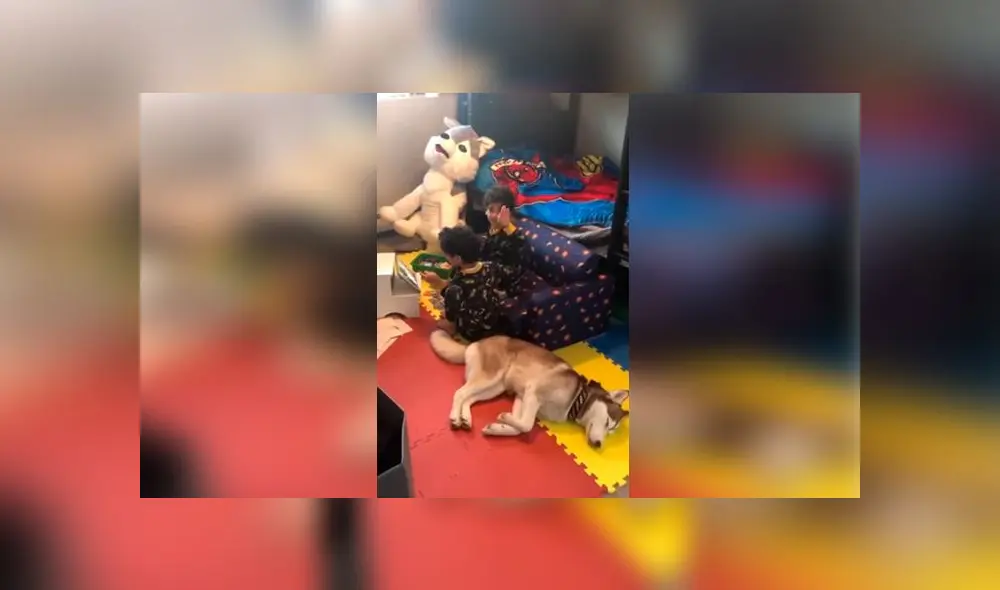 Desliza las imágenes para ver la emotiva escena que protagonizaron los hijos y la mascota de una joven mujer. Foto: RM Videos Desliza las imágenes para ver la emotiva escena que protagonizaron los hijos y la mascota de una joven mujer. Foto: RM Videos