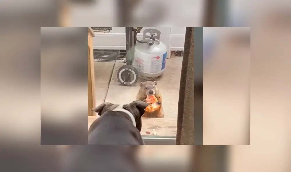 Desliza las imágenes para conocer el singular delito que cometió una marmota tras invadir una casa. Desliza las imágenes para conocer el singular delito que cometió una marmota tras invadir una casa.