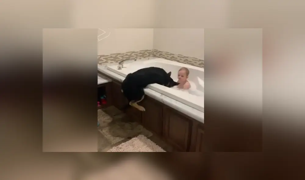 A través de Facebook se hizo viral el curioso comportamiento de un perro al ver a su dueño en un bañera. A través de Facebook se hizo viral el curioso comportamiento de un perro al ver a su dueño en un bañera.