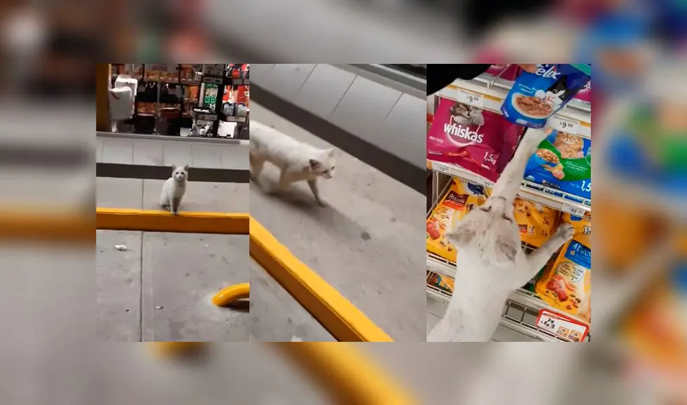 Desliza las imágenes para conoce un poco de más de 'Conejo', el pequeño gato que se robó el corazón de miles. Foto: Tania Sants/Facebook Desliza las imágenes para conoce un poco de más de 'Conejo', el pequeño gato que se robó el corazón de miles. Foto: Tania Sants/Facebook