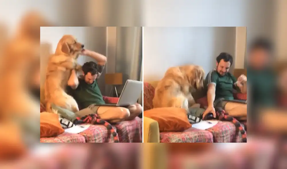 Desliza para ver más imágenes de este travieso perro que hizo reír a todos. (Foto: captura / TIkTok)