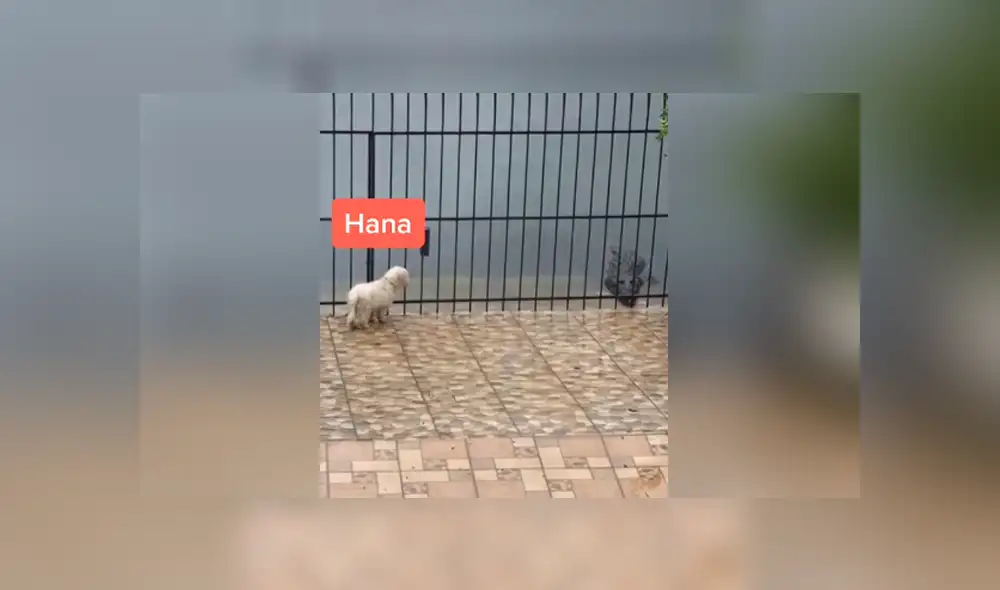 En redes sociales se hizo viral el momento en que un temerario perro se acerca a un cocodrilo. Foto: TikTok En redes sociales se hizo viral el momento en que un temerario perro se acerca a un cocodrilo. Foto: TikTok
