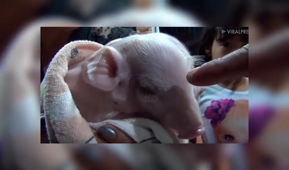 Si quieres ver cómo luce el cerco con dos cabezas que es viral en YouTube, revisa la notagalería deslizando cada imagen hacia la izquierda. Si quieres ver cómo luce el cerco con dos cabezas que es viral en YouTube, revisa la notagalería deslizando cada imagen hacia la izquierda.