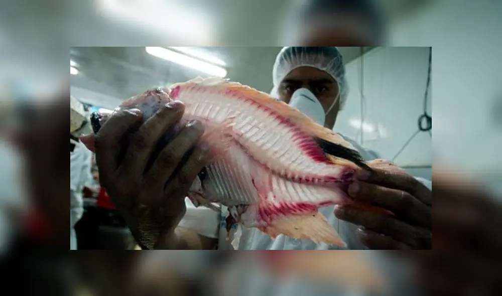 La piel de tilapia es, hasta ahora, la más indicada para las vaginoplastias. Foto: Difusión. La piel de tilapia es, hasta ahora, la más indicada para las vaginoplastias. Foto: Difusión.