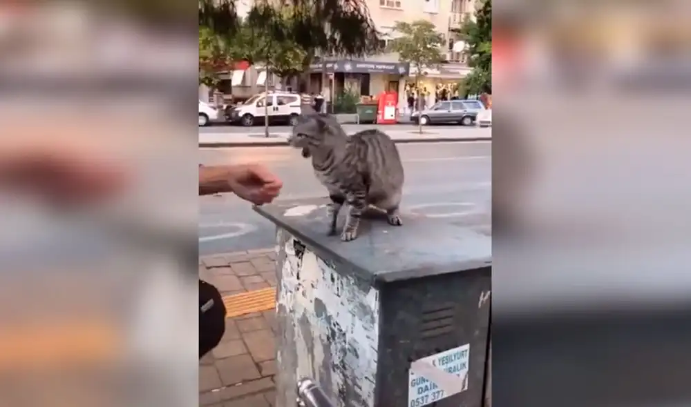 Desliza las imágenes para conocer la reacción de un gato que odia recibir afecto de los transeúntes. Foto: captura de TikTok
