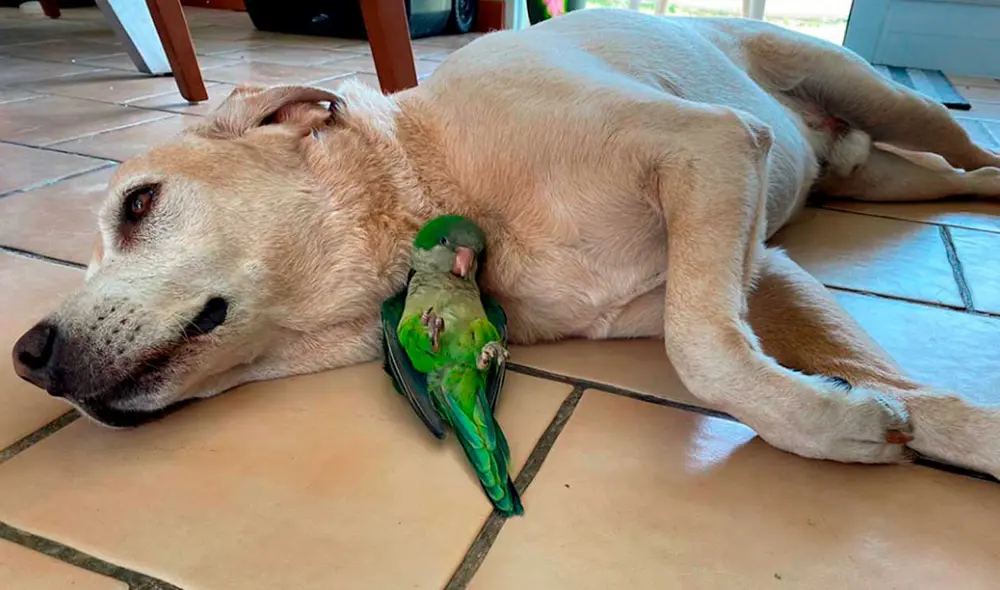 Desliza las imágenes para ver algunas escenas de esta simpática pareja de animales que ahora son inseparables. Foto: captura de Twitter/Verónica Mangú Dávila Ellis