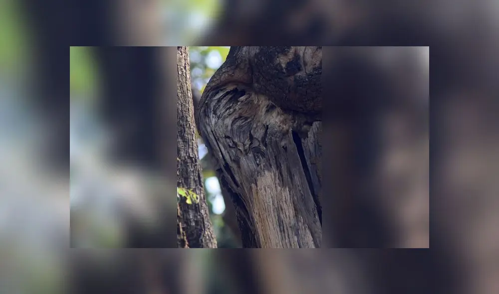 Desliza las imágenes para ver el lugar exacto en que esta astuta ave se encuentra oculta. Foto: Varun Jain/Twitter