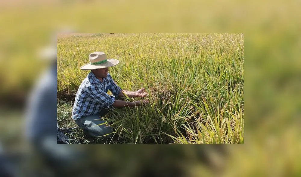 Agricultores de Valle de Tambo incrementarán su producción de arroz