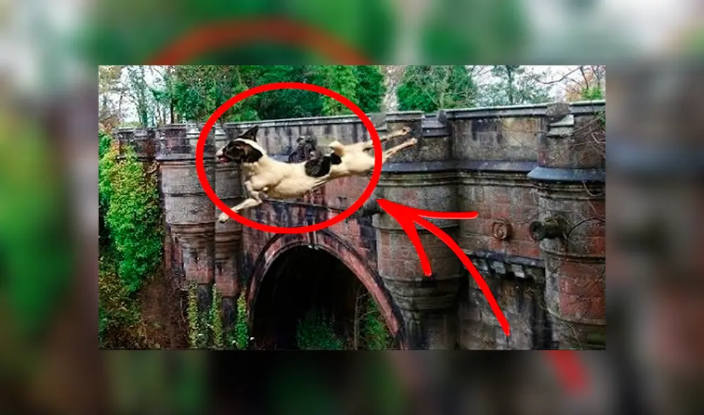 ¿Por qué los perros se suicidan en el Puente de Overtun? [FOTOS]