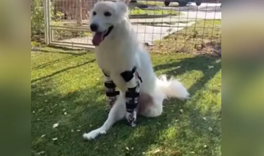 Desliza las imágenes para ver más detalle sobre esta conmovedora escena de Halo, la perrita que pudo caminar por primera vez. Foto: captura de Facebook