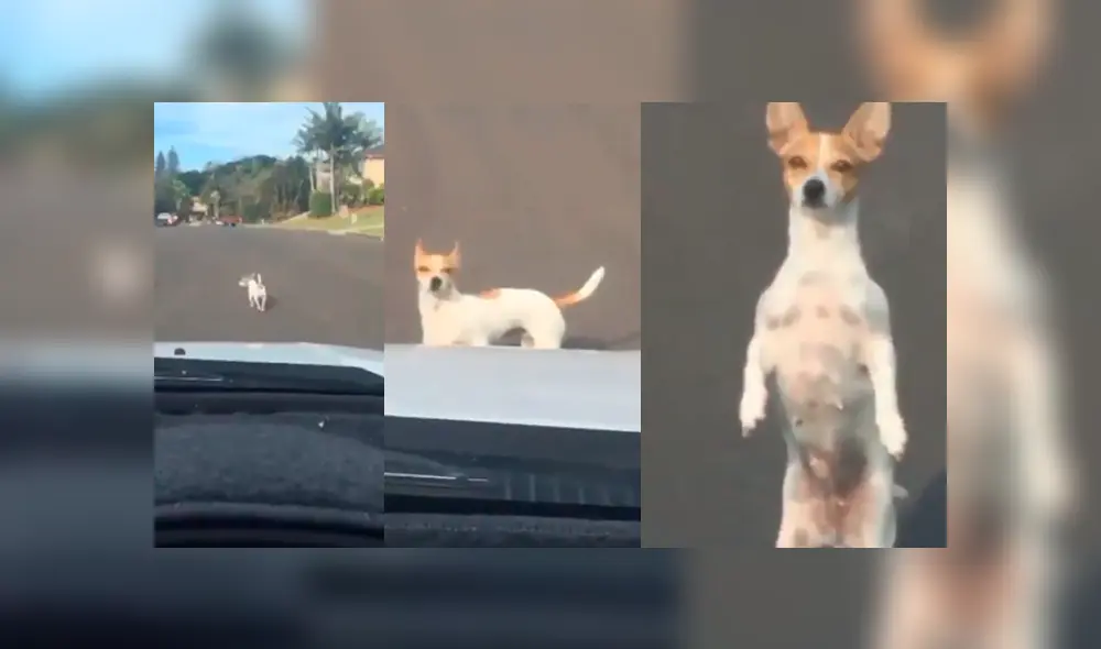 Desliza para ver los detalles del video viral de TikTok. Foto: Captura.