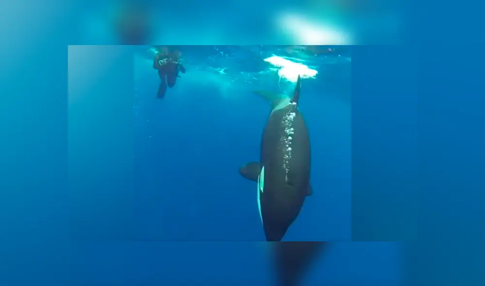 ‘Ballena asesina’ descubre a buzo en su territorio, se acerca y ocurre lo impensado [VIDEO]