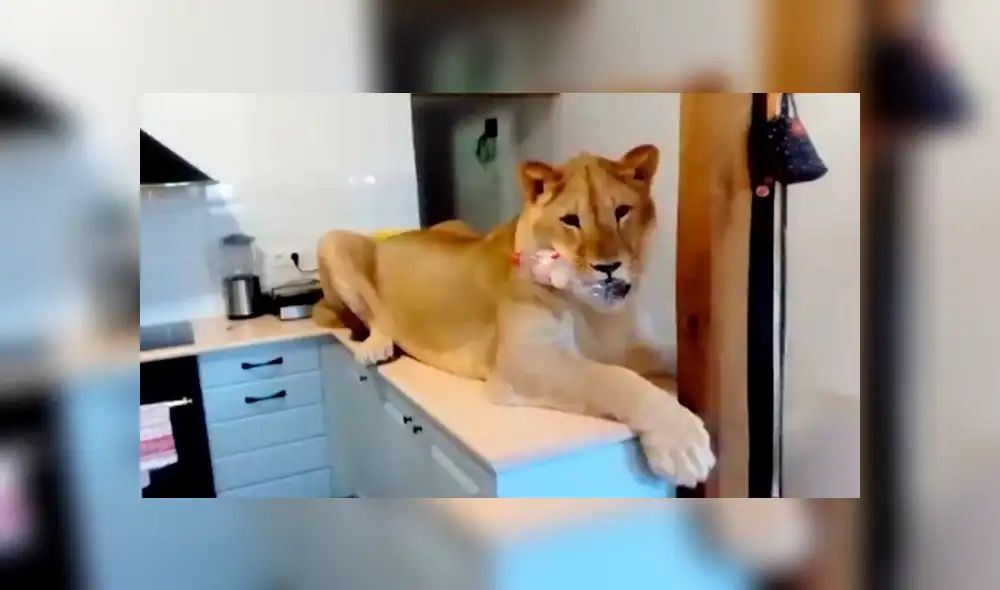 España indignada por caso de león utilizado para fotografías eróticas