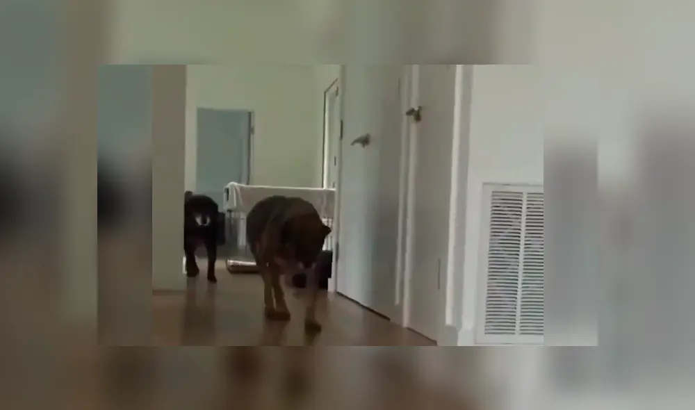 Desliza hacia la izquierda para ver el conmovedor rescate del video viral de Facebook.