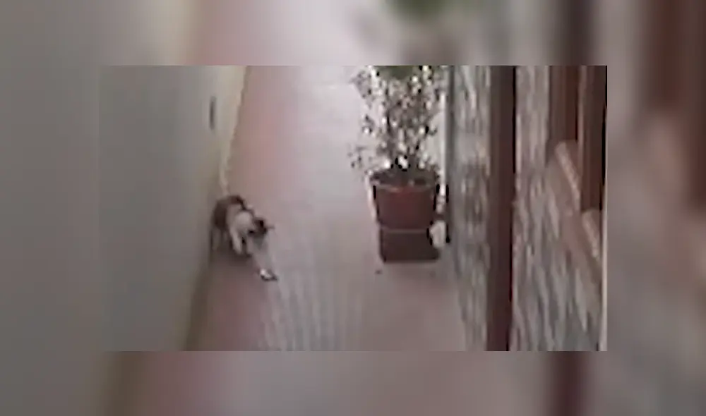 Gato se enfrenta a muerte con una serpiente y hace lo impensado para botarla [VIDEO]