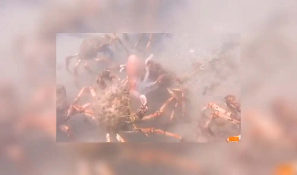 YouTube: cangrejos gigantes descuartizan a un pulpo en impresionante video YouTube: cangrejos gigantes descuartizan a un pulpo en impresionante video