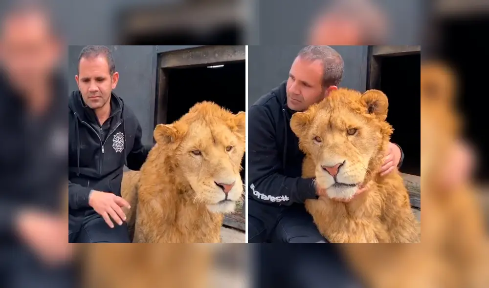 Desliza hacia la izquierda para ver la reacción que tuvo un león al encontrarse con el hombre que lo cuidó de bebé. Video se hizo viral en YouTube. Desliza hacia la izquierda para ver la reacción que tuvo un león al encontrarse con el hombre que lo cuidó de bebé. Video se hizo viral en YouTube.