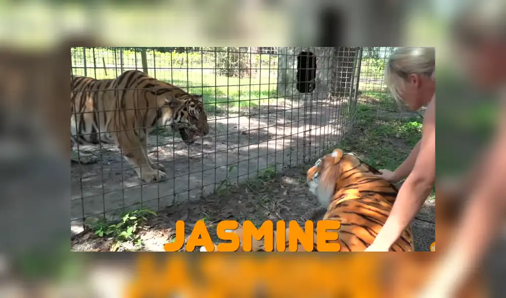 YouTube viral: entrenadora le enseña muñeco de tigre a felino enjaulado y este tiene furiosa reacción YouTube viral: entrenadora le enseña muñeco de tigre a felino enjaulado y este tiene furiosa reacción