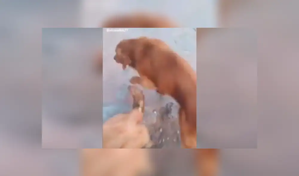 Facebook viral: risas por perro que escapó de su pareja al oír a la 'Chica Badabun' [VIDEO]