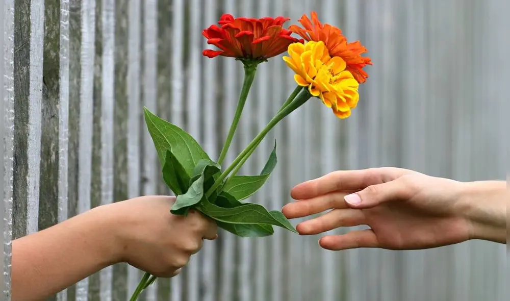 La industria de las flores cortadas tiene un elevado impacto sobre el medioambiente. Foto: Pixabay. La industria de las flores cortadas tiene un elevado impacto sobre el medioambiente. Foto: Pixabay.