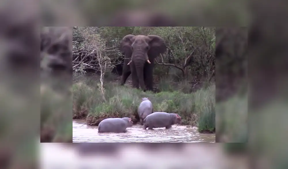 YouTube: Elefante se enfrenta contra tres hipopótamos por el dominio del territorio [VIDEO] 