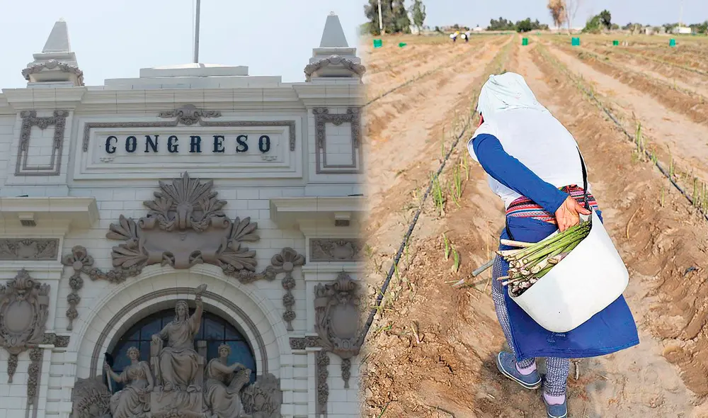 Laboral. Piura, Ica, La Libertad y Lambayeque son las regiones que concentran el mayor número de trabajadores agroindustriales en el país. Foto: Composición EFE / La República Laboral. Piura, Ica, La Libertad y Lambayeque son las regiones que concentran el mayor número de trabajadores agroindustriales en el país. Foto: Composición EFE / La República