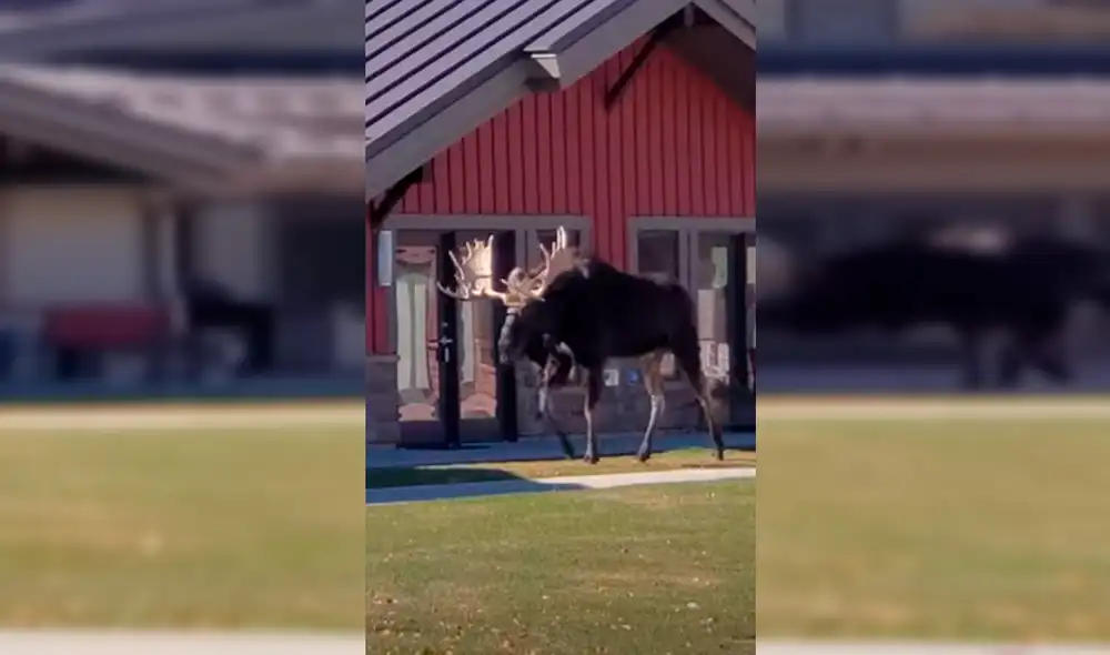 YouTube - animales - viral