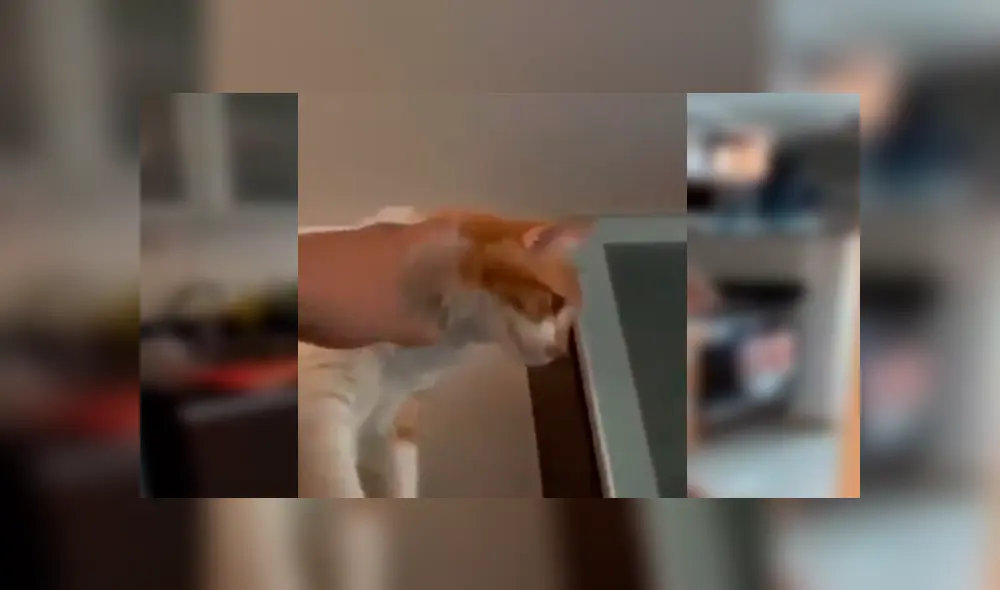 Facebook: Esta pobre chica pensaba que le dedicaban frases de amor pero eran hacia su mascota [VIDEO]