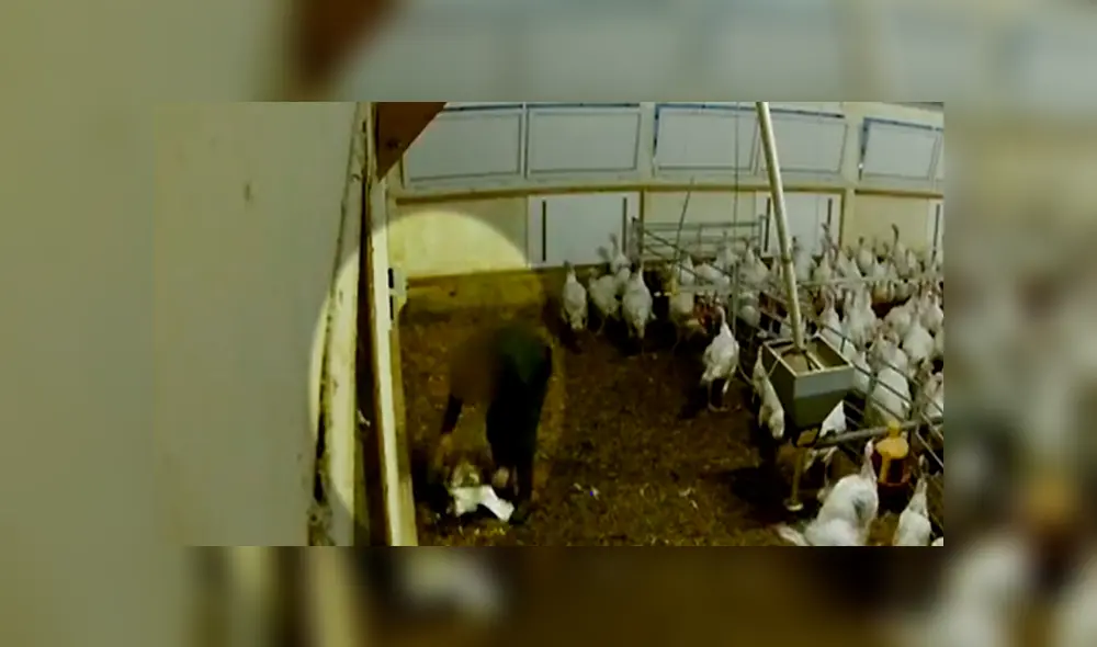 Crueldad Animal: Captan a hombre aplastando el cuello de pavos con un alicate [VIDEO] 