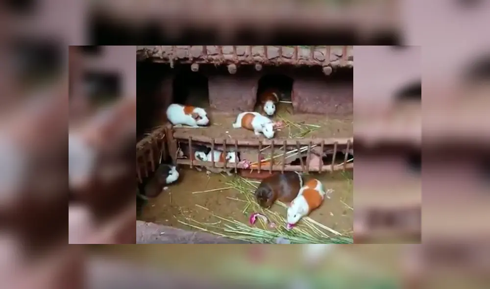 Desliza para ver los detalles del video viral de YouTube. Foto: Captura. Desliza para ver los detalles del video viral de YouTube. Foto: Captura.