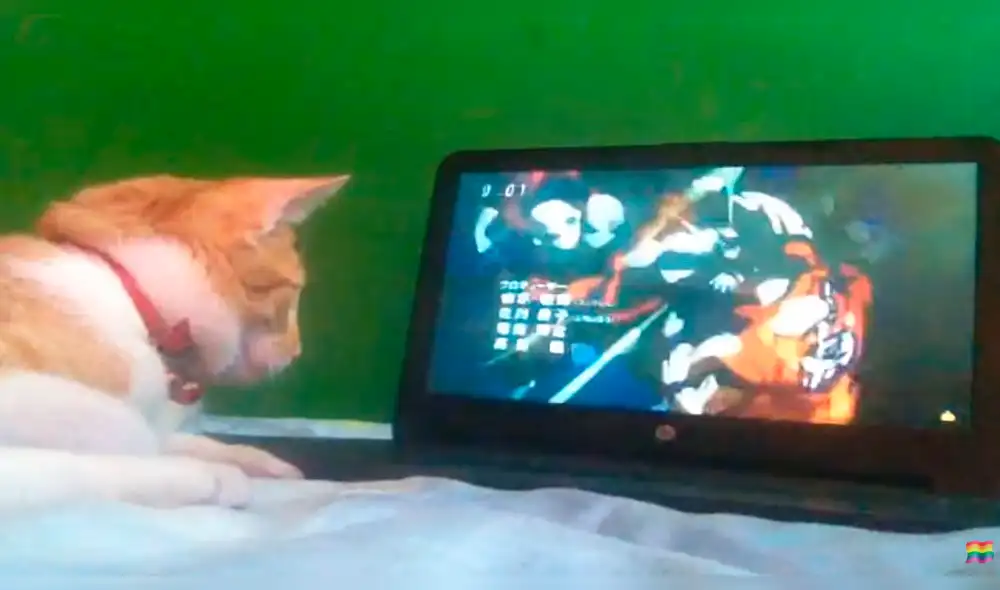 Dragon Ball Super: Gato 'otaku' se emociona al ver a Gokú y causa furor en redes sociales [VIDEO]