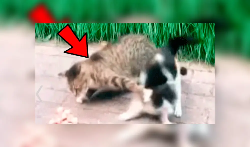 Facebook viral: gato se come la comida de su amigo, sin imaginar que este lo pondría en su sitio [VIDEO]