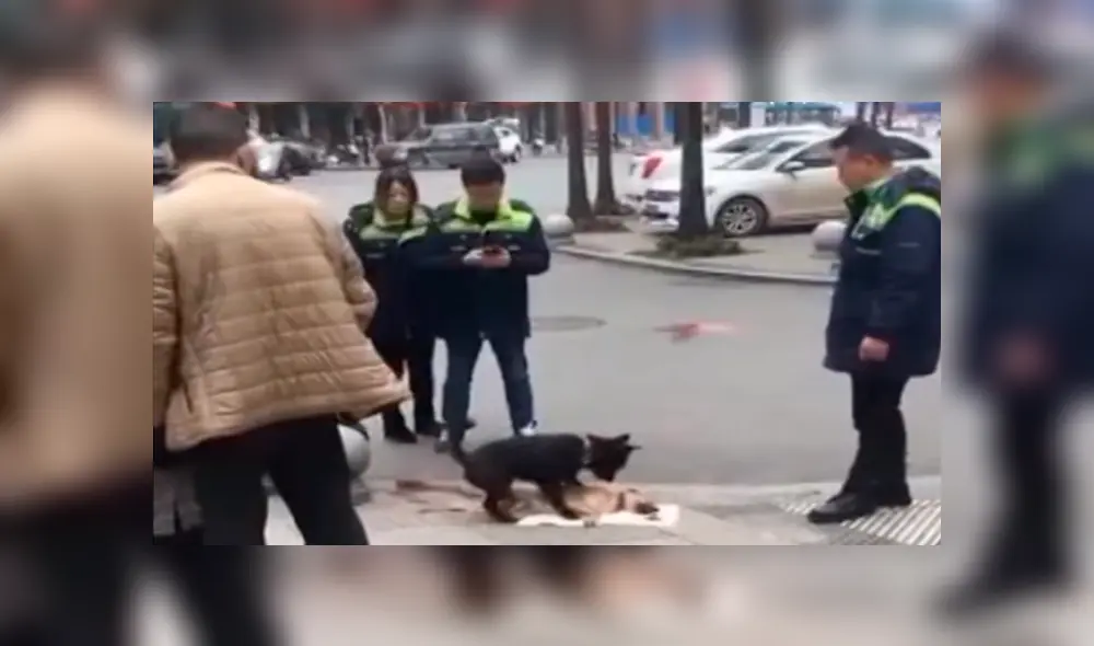 En Facebook, un perro fiel se mantuvo al lado de su compañero moribundo que fue atropellado. En Facebook, un perro fiel se mantuvo al lado de su compañero moribundo que fue atropellado.