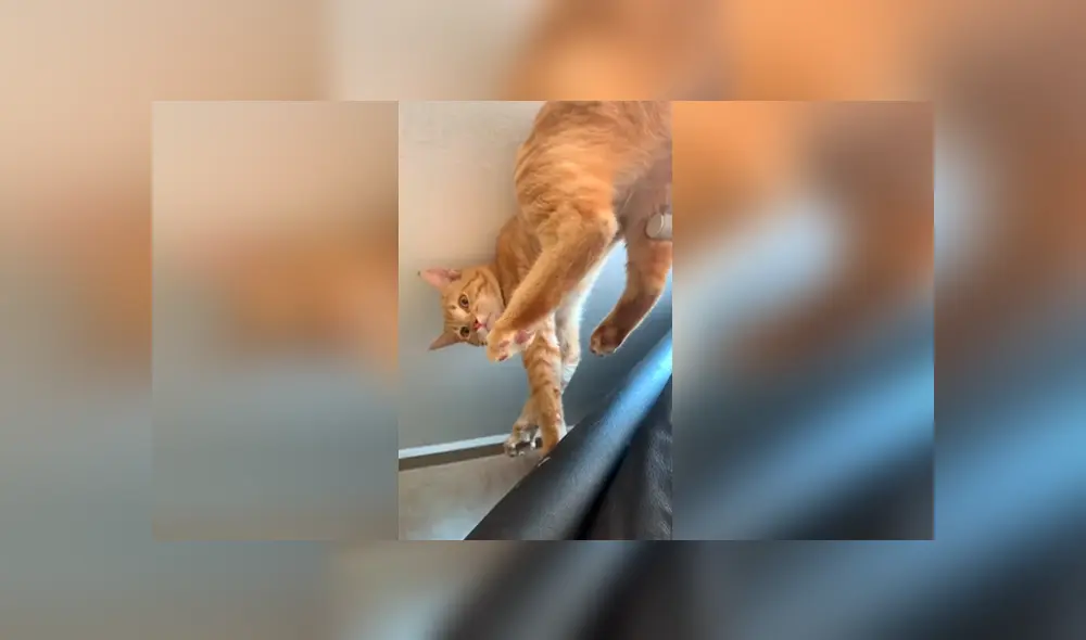 Desliza las imágenes para apreciar el tremendo castigo que recibió un gato al cometer una travesura.