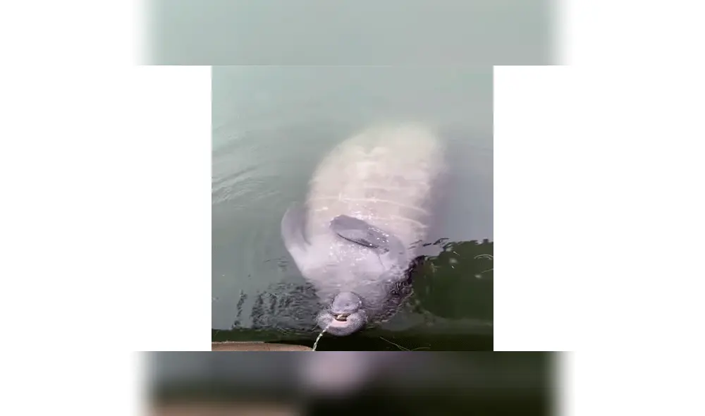 Manatí es captado mientras realiza una inédita acción que cautivó en redes sociales [VIDEO]