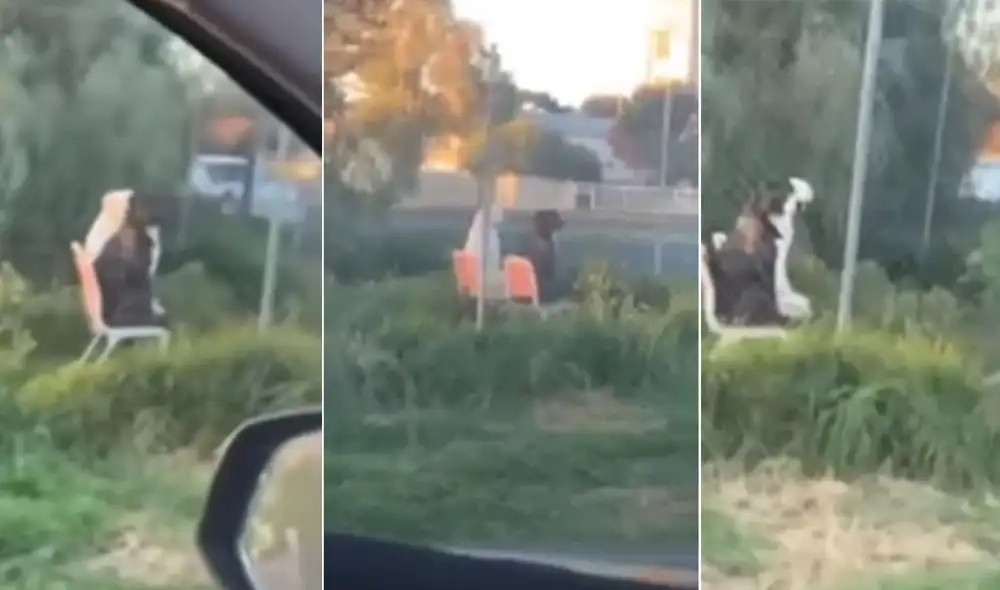 Desliza hacia la izquierda para ver más imágenes de esta singular escena protagonizada por un perro pitbull al lado de un labrador. (Foto: captura / YouTube)