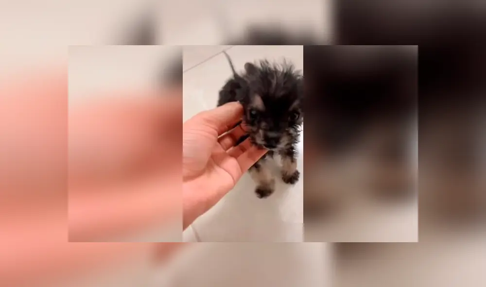 Desliza las imágenes para conocer el tierno comportamiento de un perro bebé al escuchar su canción favorita. Foto: Captura.
