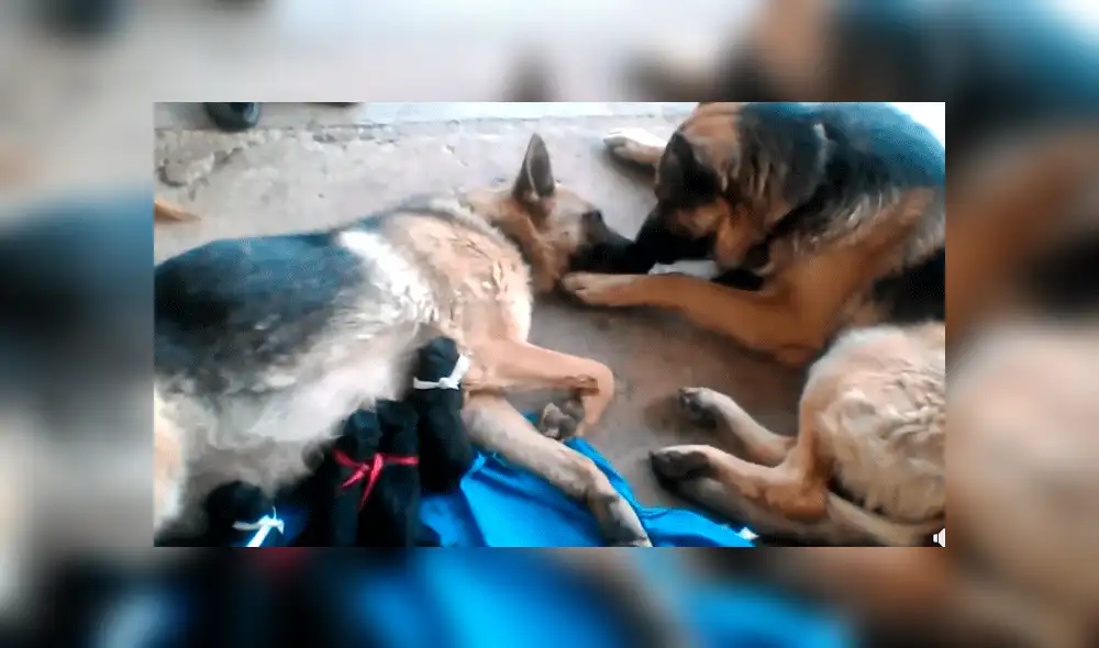 Facebook viral: perro felicita a su pareja por dar a luz a crías, pero detalle lo deja mal [VIDEO]