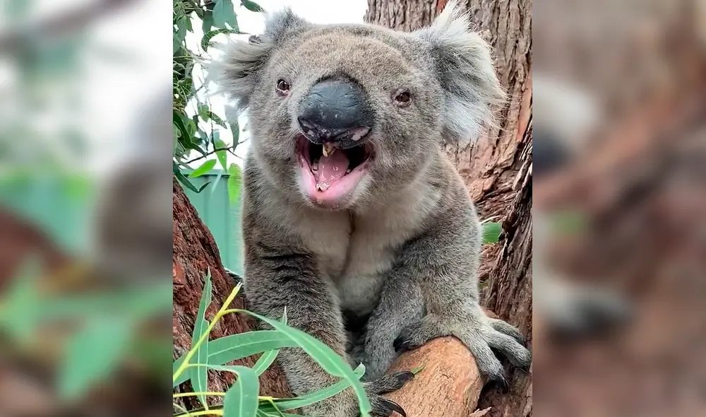 Facebook - koalas - viral