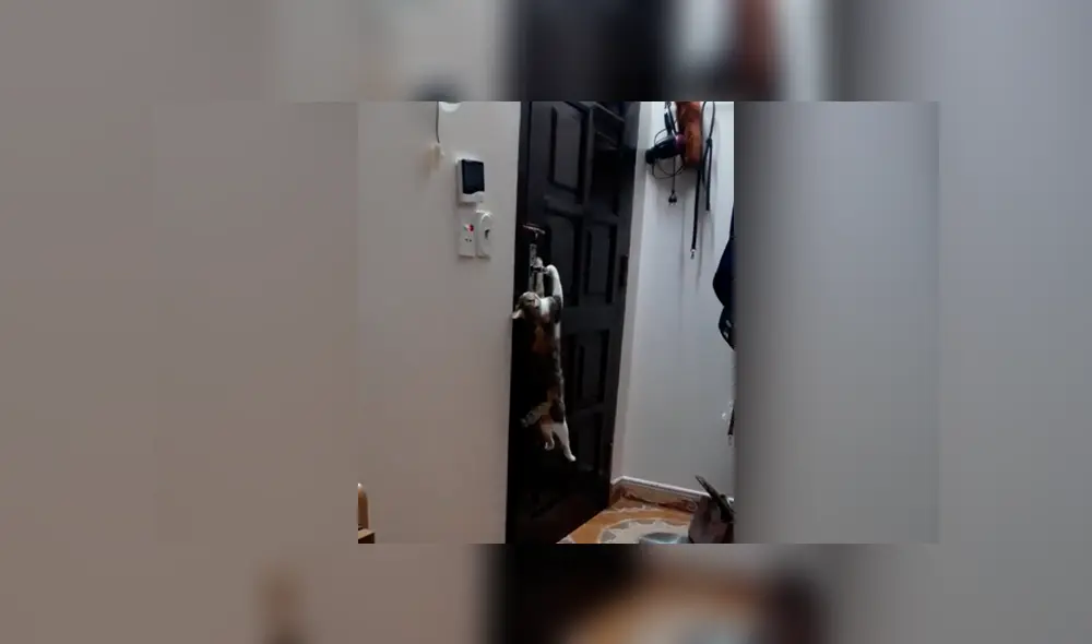 La chica quedó sorprendida al descubrir lo que hacía su travieso gato en su ausencia. Foto: captura La chica quedó sorprendida al descubrir lo que hacía su travieso gato en su ausencia. Foto: captura