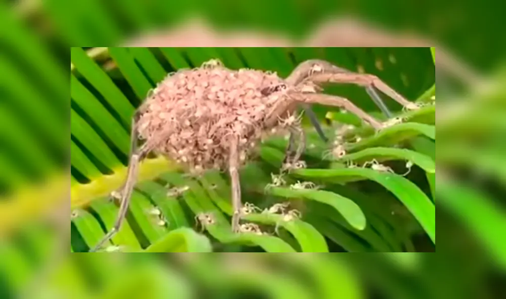 Un video viral de Facebook registró el momento en que una araña lobo cargaba a cientos de sus bebés sobre su lomo.