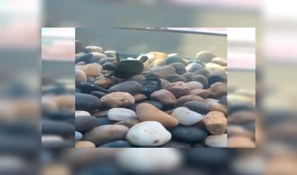 Chico encuentra a su tortuga ‘muerta’, la revisa y descubre insólita verdad [VIDEO] 