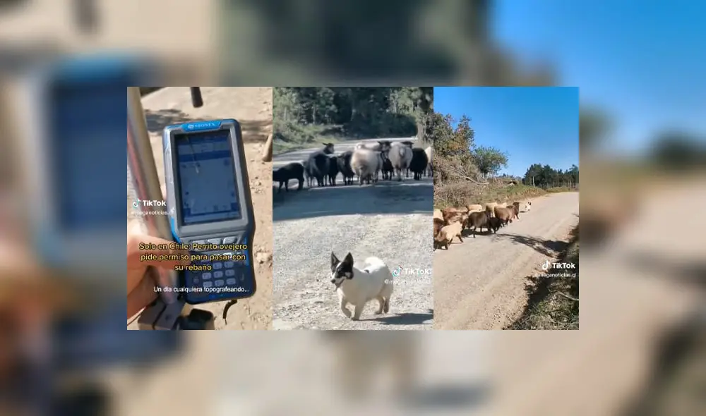 Perrito Ovejero en compañía de su rebaño. Foto: composición LR / Captura de TikTok / @meganoticias.cl Perrito Ovejero en compañía de su rebaño. Foto: composición LR / Captura de TikTok / @meganoticias.cl