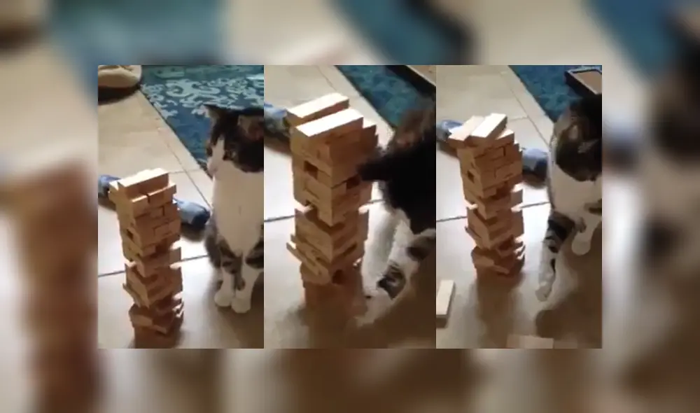 Desliza las imágenes para ver al curioso gato desafiando a su dueño en jenga.