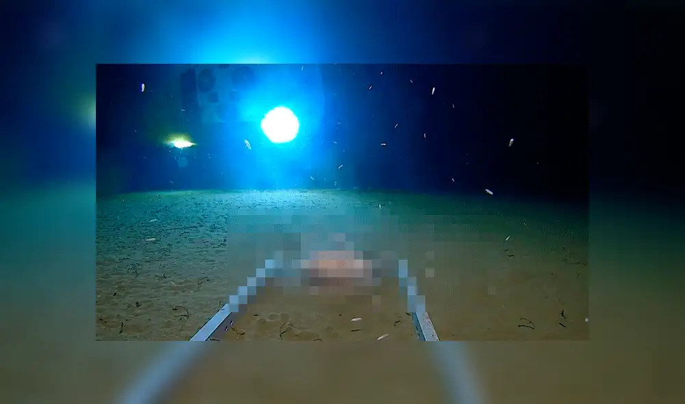 YouTube viral: Explorador se mete al fondo del mar y descubre extrañas criaturas marinas [VIDEO] 