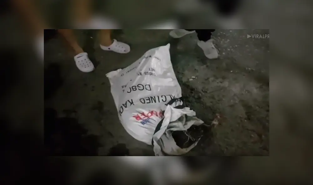 Facebook viral: hombre llega a su casa y encuentra una hambrienta criatura parada en su balcón [VIDEO] 