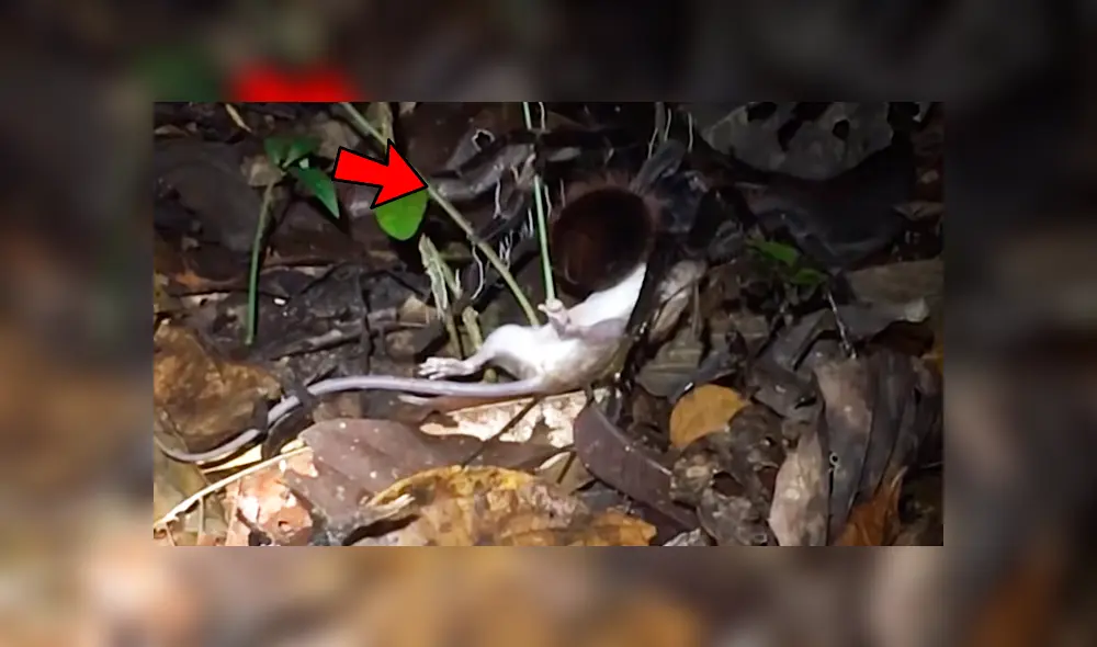 YouTube: científicos visitan selva de Perú y descubren enorme tarántula que devoraba a zarigüeya [VIDEO]