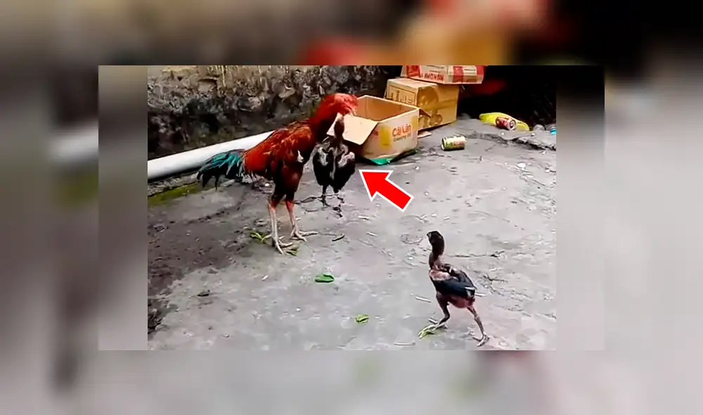 Facebook viral: Pollito entrena con su papá y aprende a defenderse con picotazos [VIDEO] 