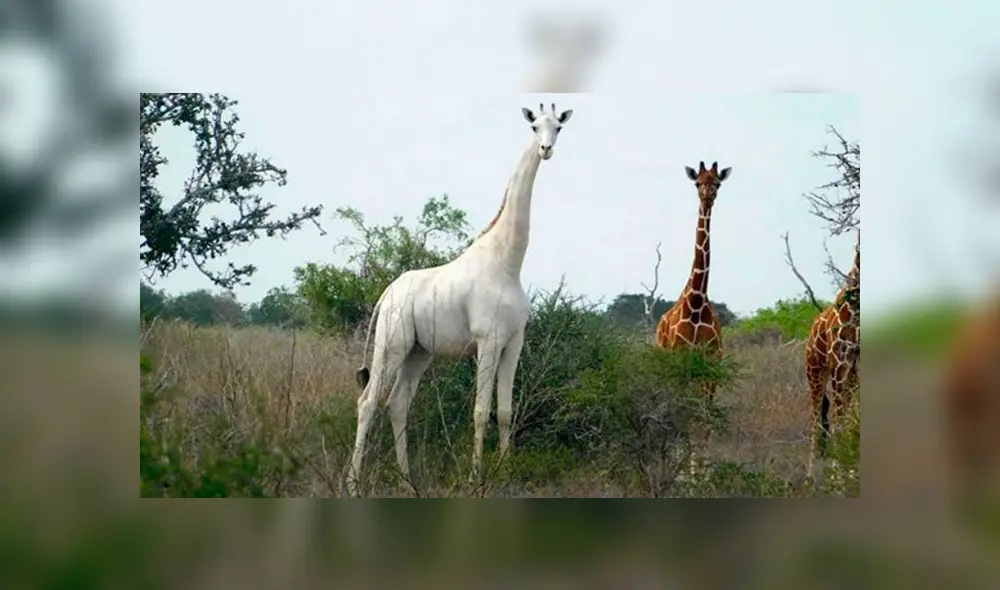Una jirafa blanca hembra y su cría son asesinadas por cazadores furtivos